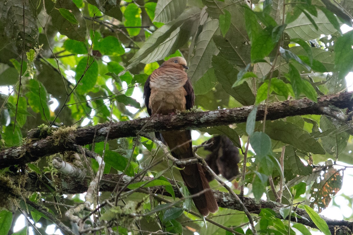Sultan's Cuckoo-Dove (Sulawesi) - ML641649710