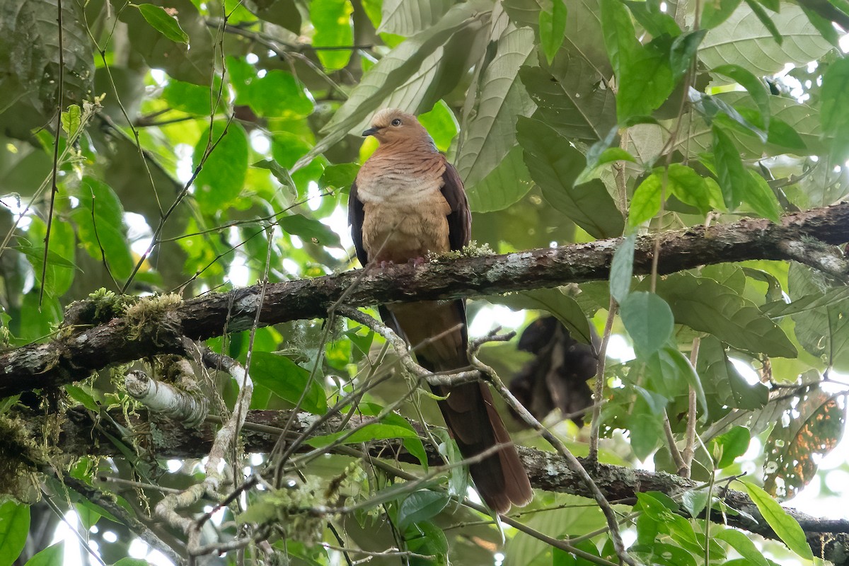 Sultan's Cuckoo-Dove (Sulawesi) - ML641649711