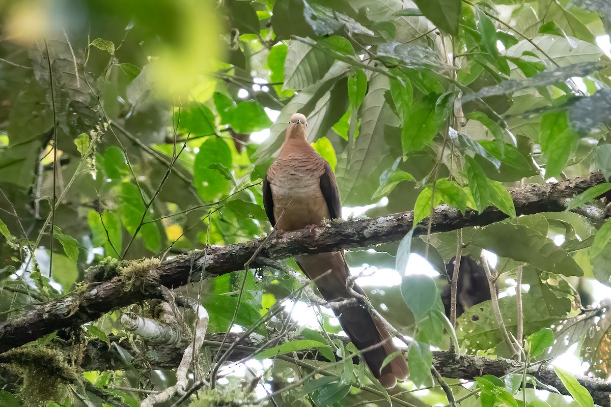 Sultan's Cuckoo-Dove (Sulawesi) - ML641649712