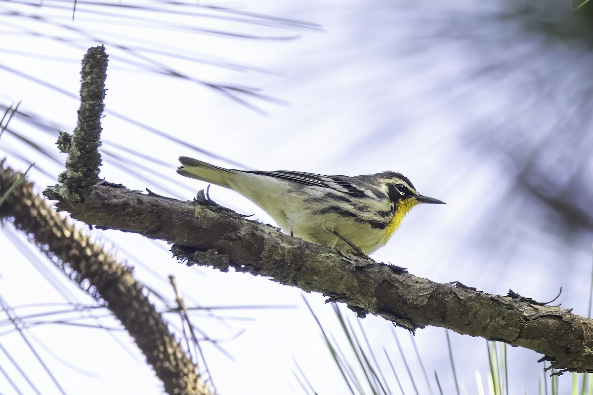 Yellow-throated Warbler - ML641649719