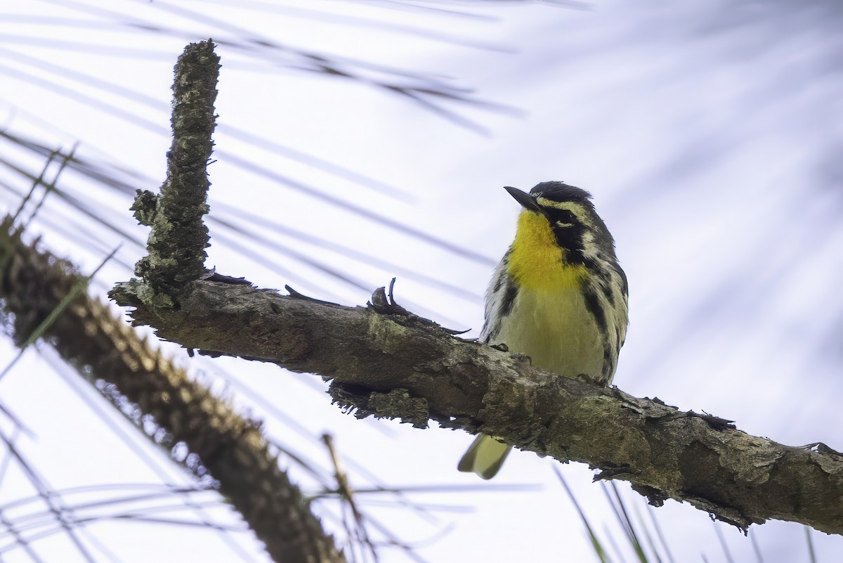 Yellow-throated Warbler - ML641649720