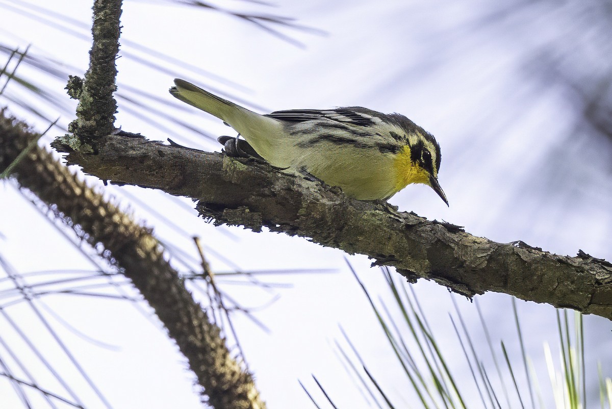 Yellow-throated Warbler - ML641649721