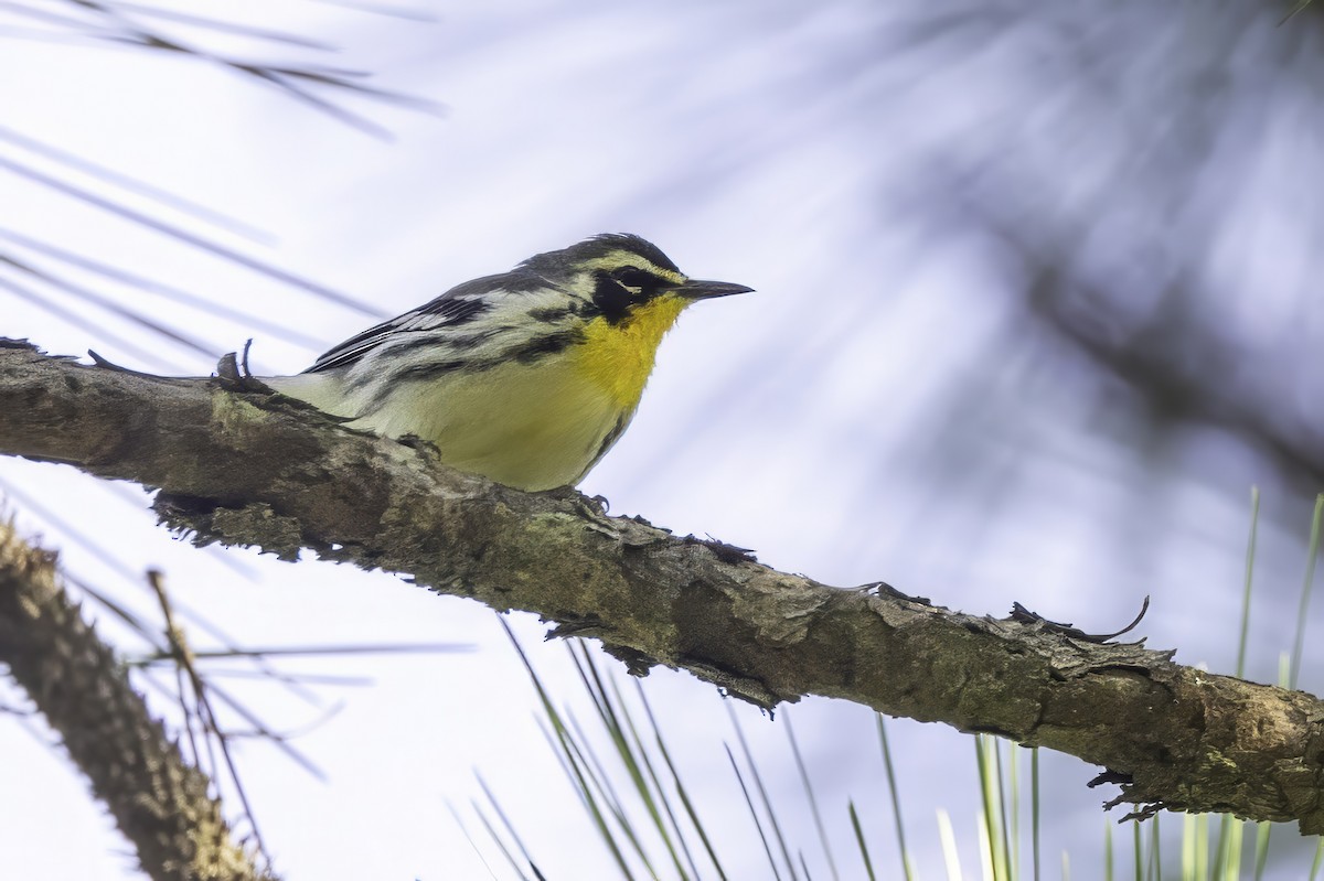 Yellow-throated Warbler - ML641649722
