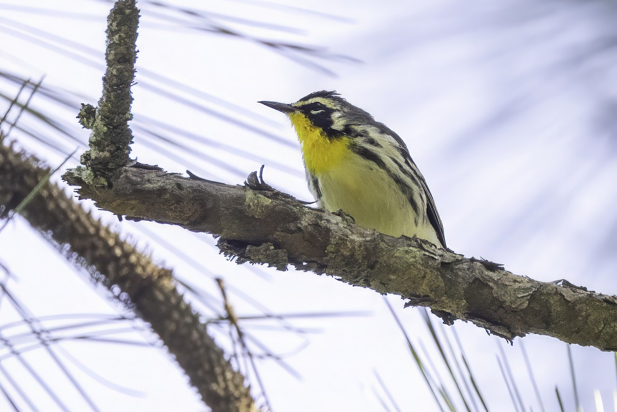 Yellow-throated Warbler - ML641649723