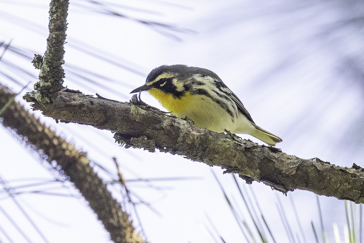 Yellow-throated Warbler - ML641649724