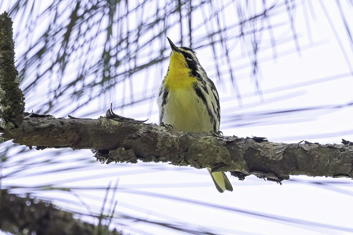 Yellow-throated Warbler - ML641649726