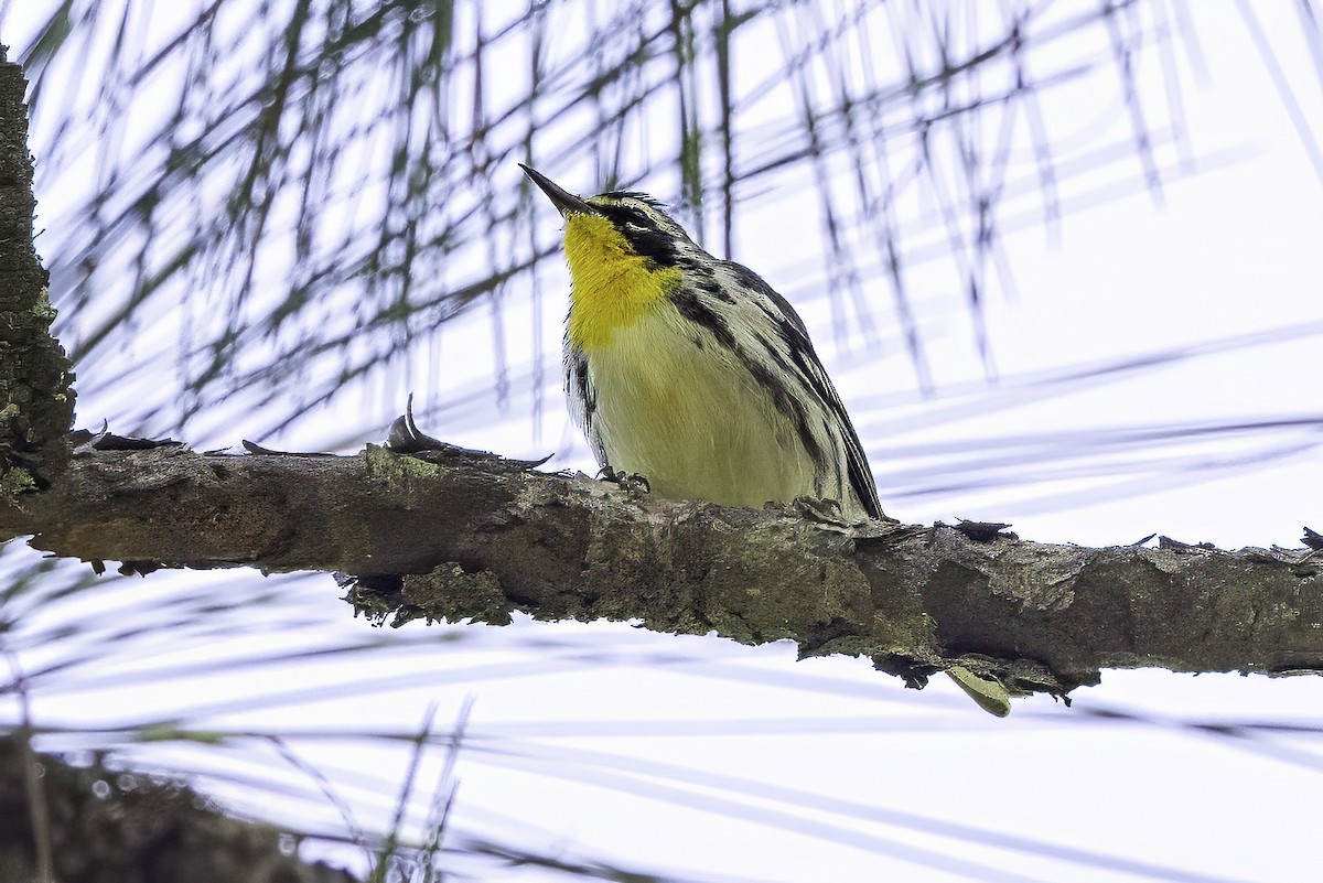Yellow-throated Warbler - ML641649727