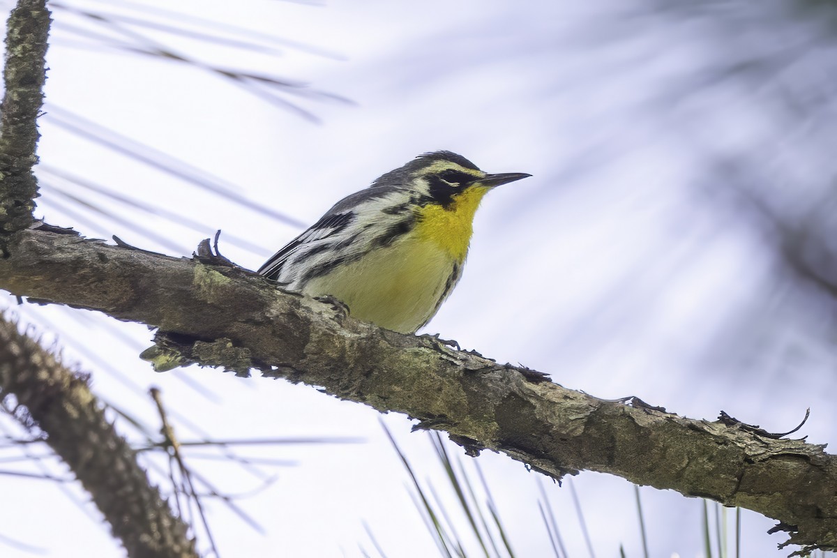 Yellow-throated Warbler - ML641649728