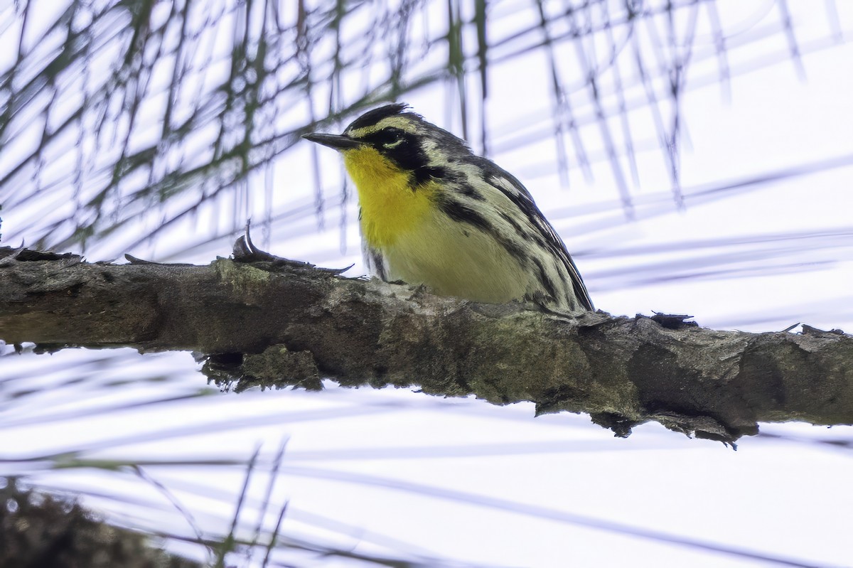 Yellow-throated Warbler - ML641649729