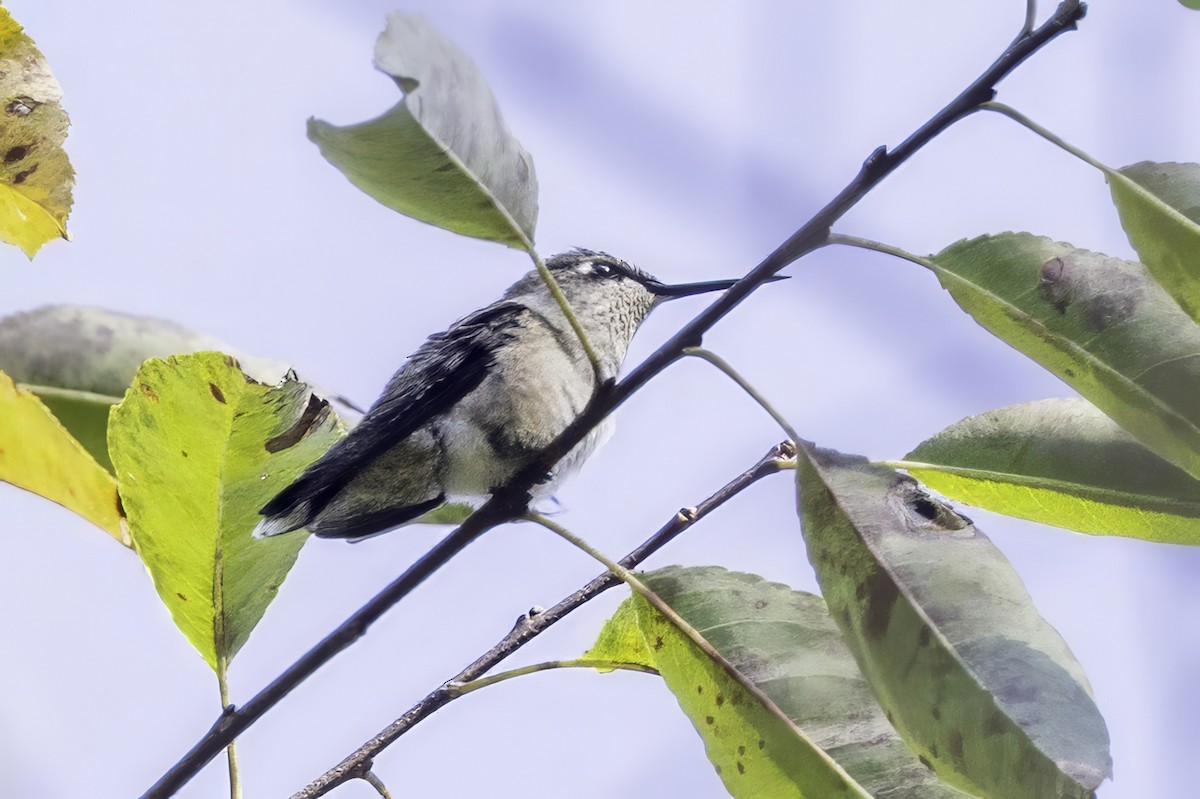 Ruby-throated Hummingbird - ML641649734
