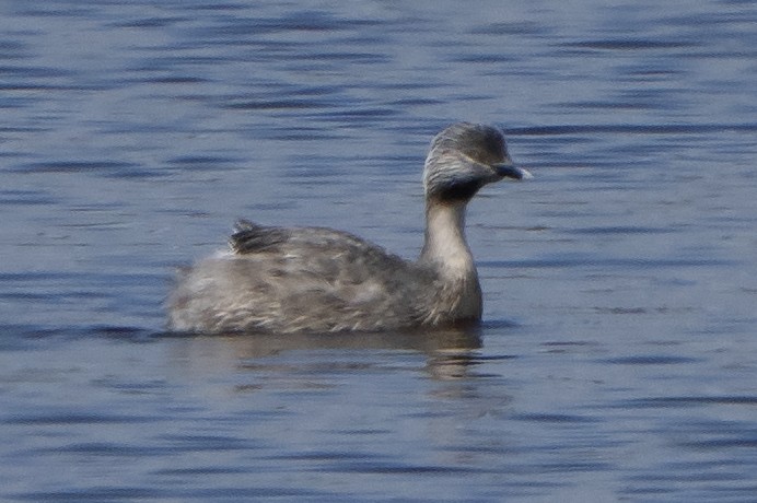 Hoary-headed Grebe - ML641649768