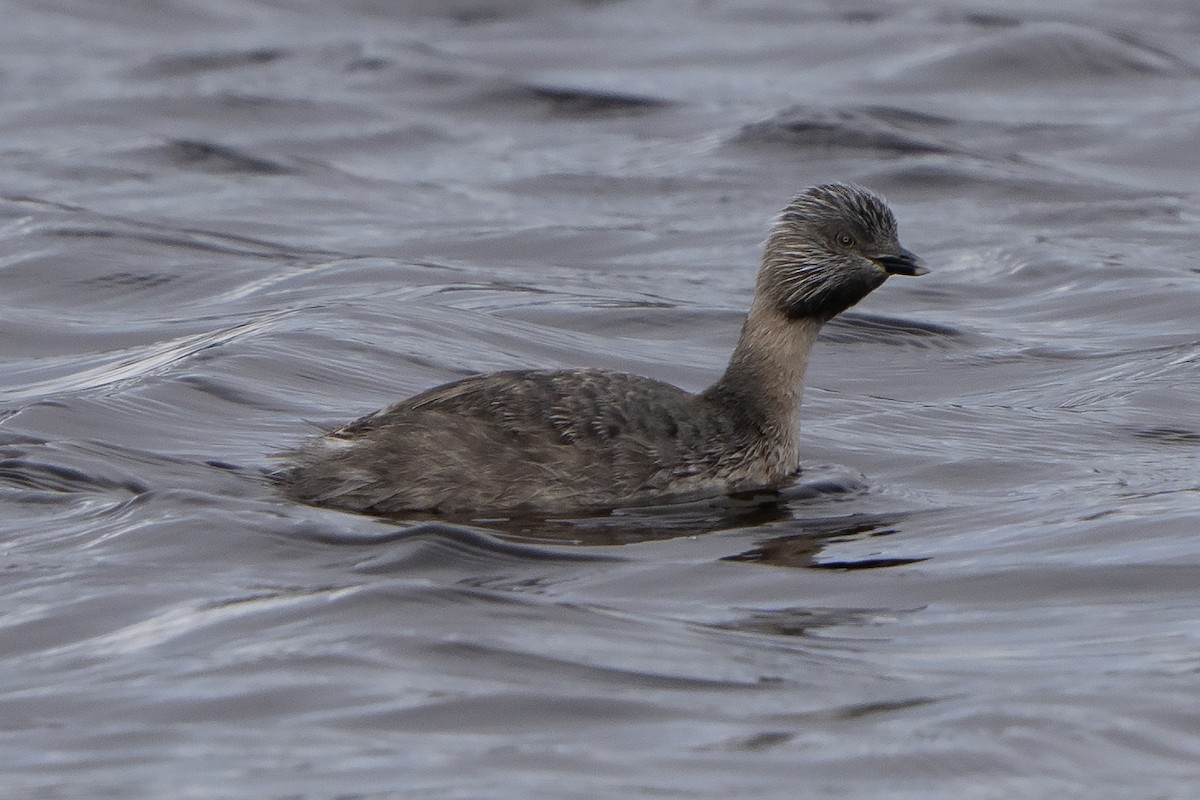 Hoary-headed Grebe - ML641649769