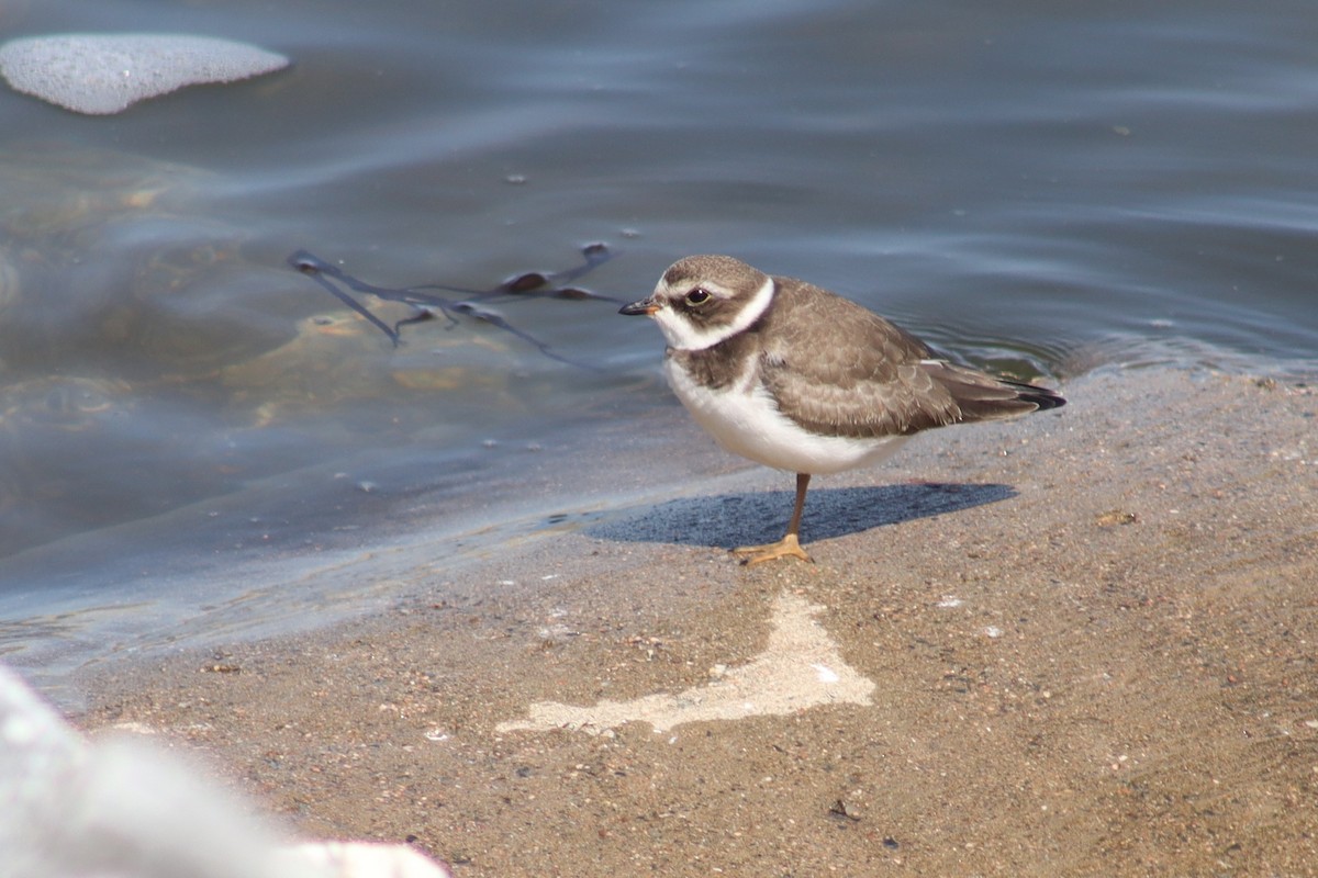 Semipalmated Plover - ML641649772
