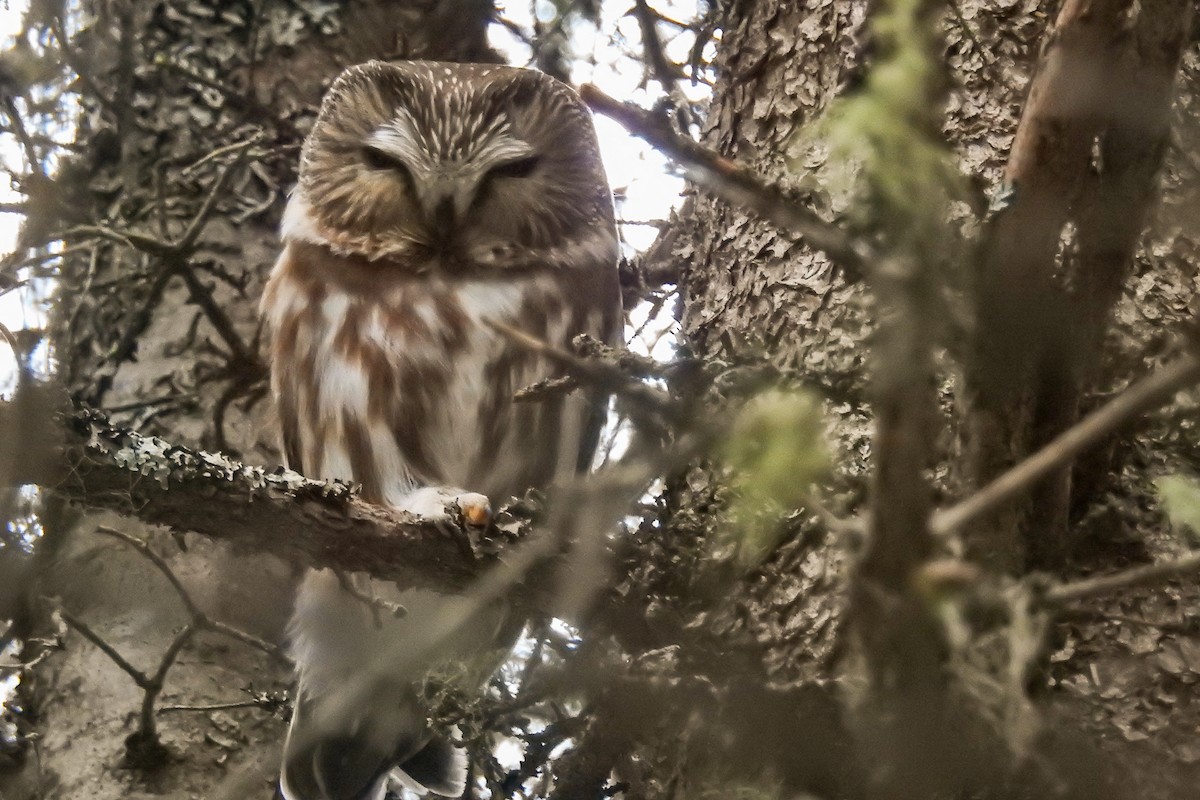 Northern Saw-whet Owl - ML641649775