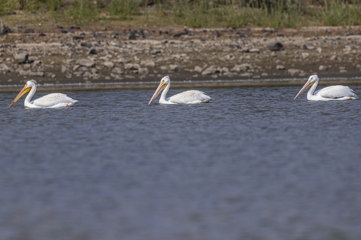 American White Pelican - ML641649787