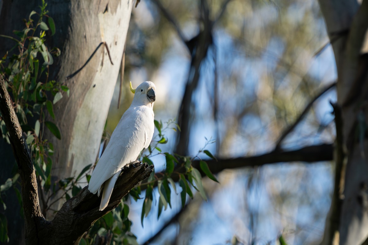 kakadu žlutočečelatý - ML641649798