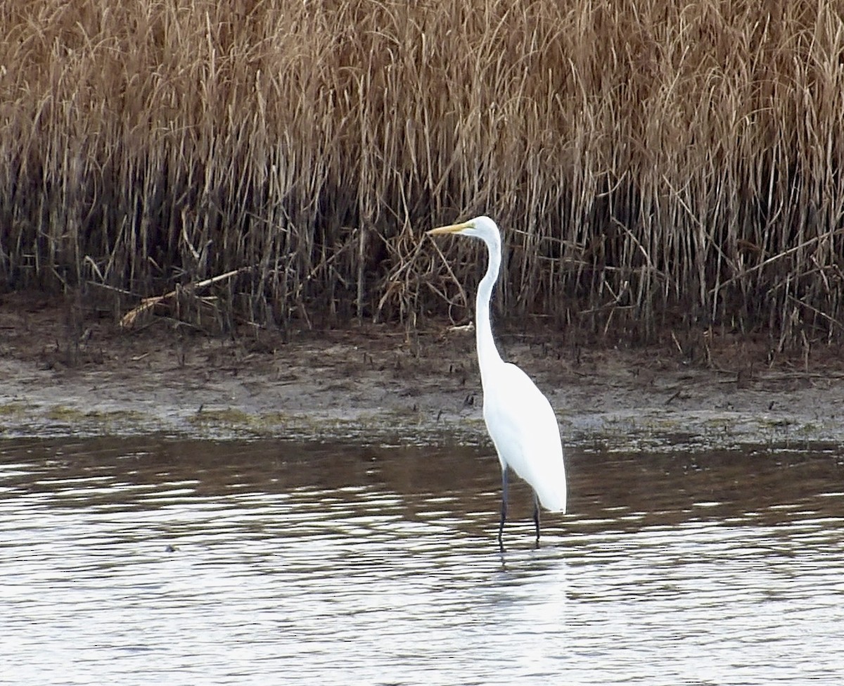 Great Egret - ML641649830
