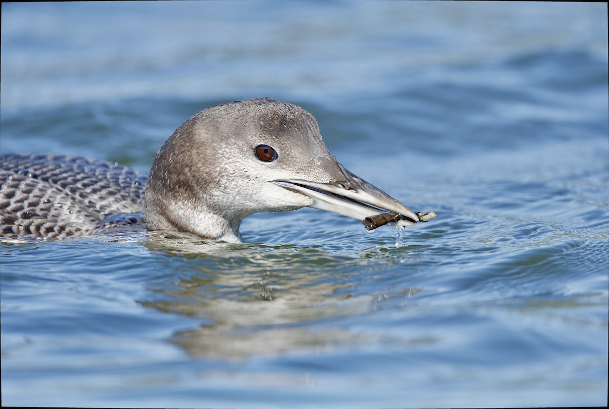 Yellow-billed Loon - ML641649836