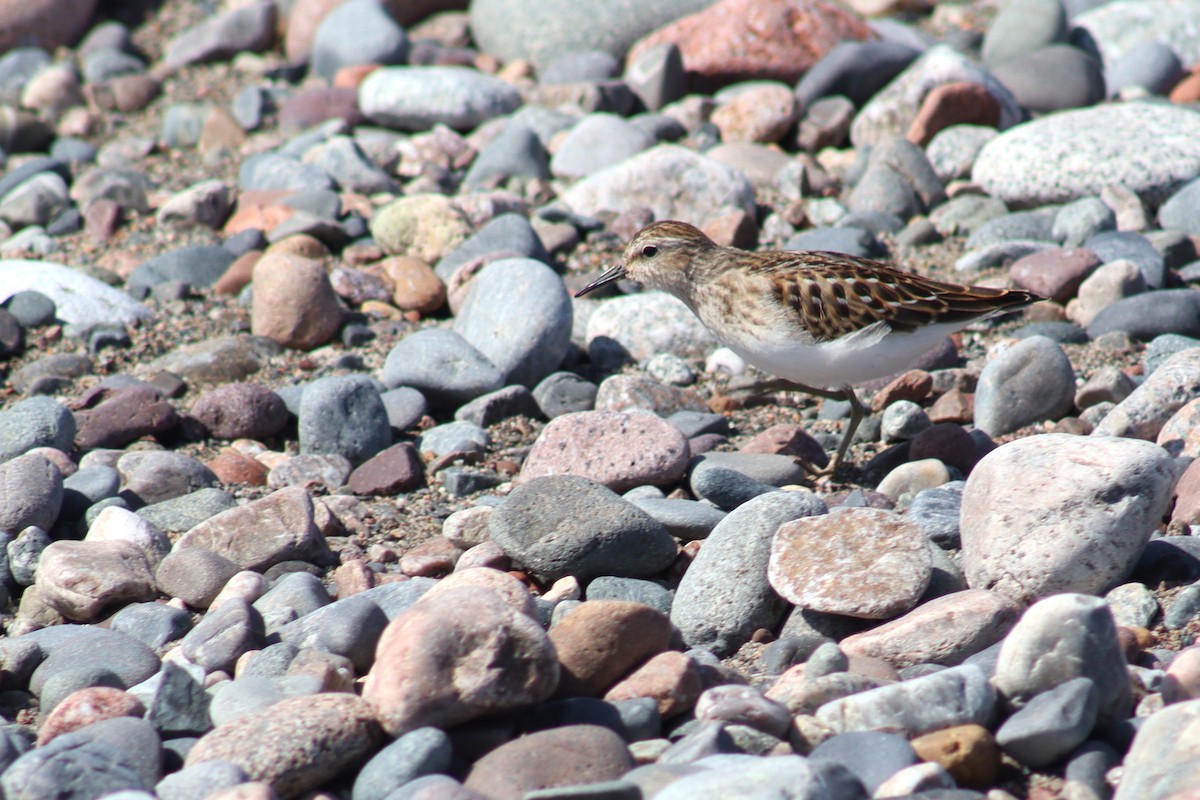 Least Sandpiper - ML641649845