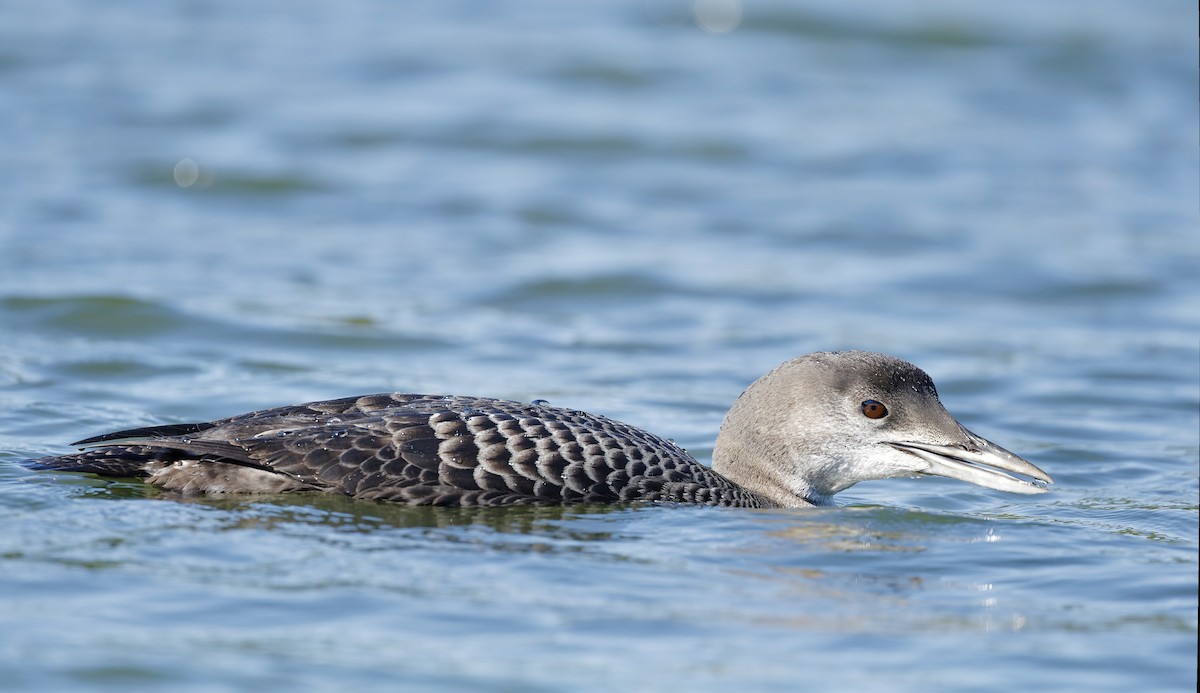 Yellow-billed Loon - ML641649858