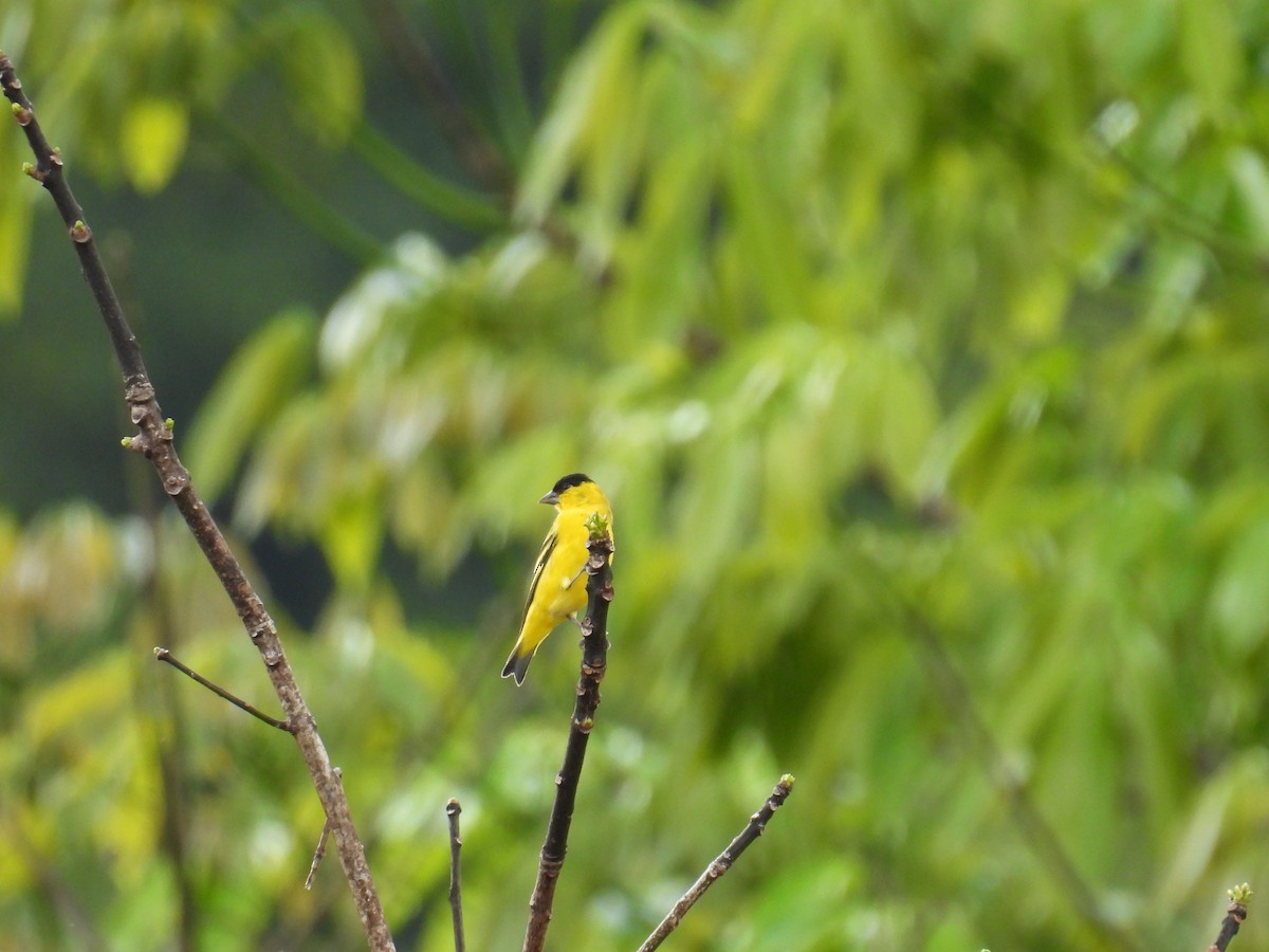 Yellow-faced Siskin - ML641649872