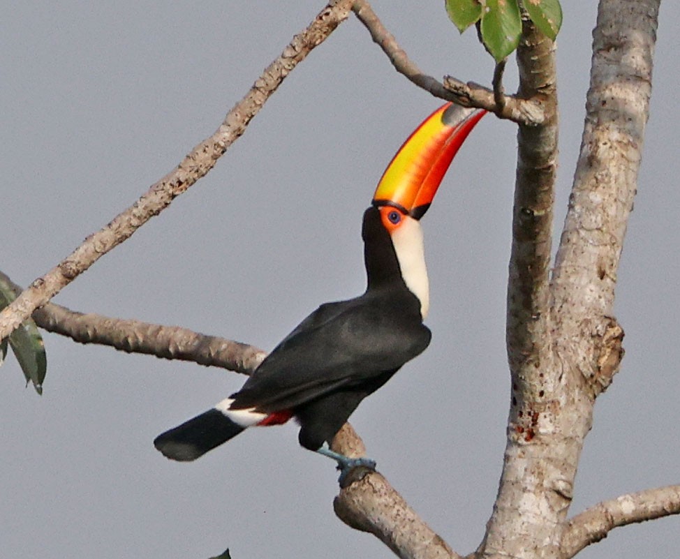 Toco Toucan - ML641649892