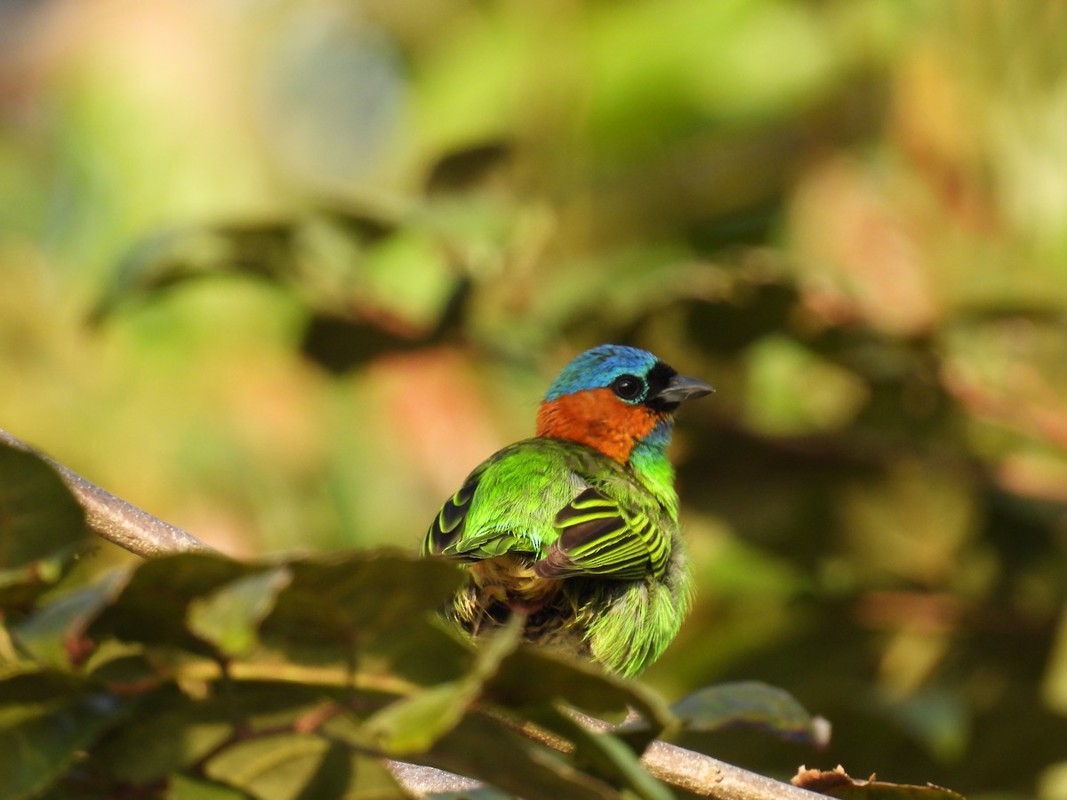 Red-necked Tanager - ML641649903