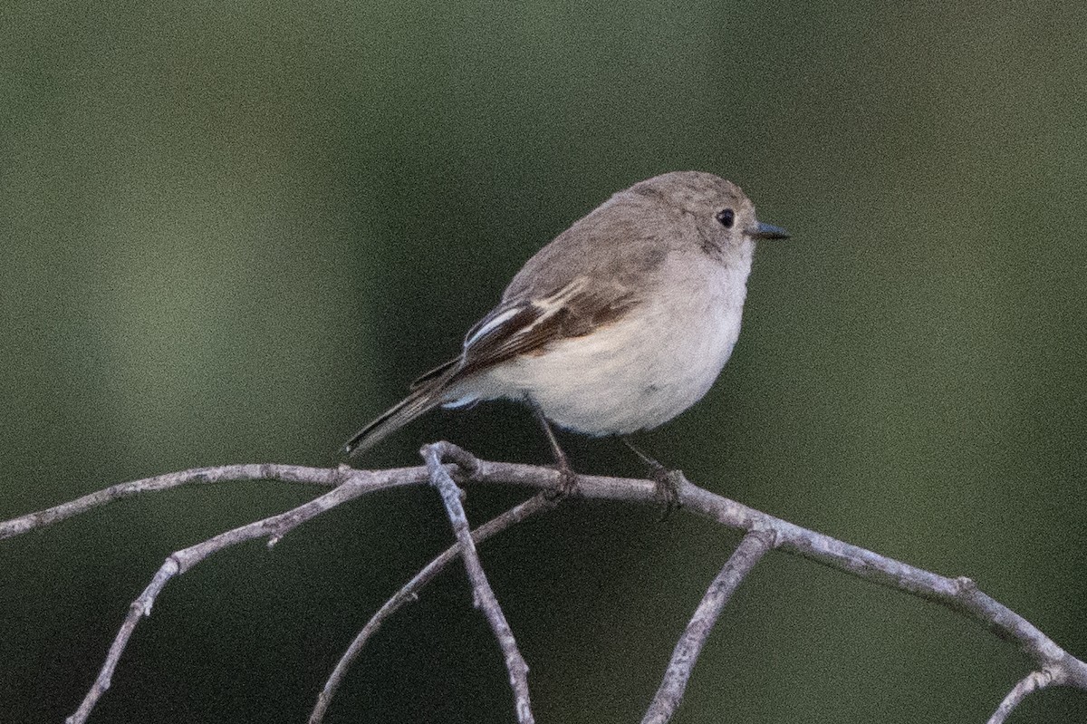 Red-capped Robin - ML641649911