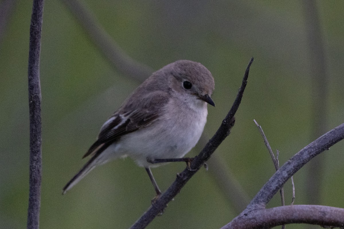Red-capped Robin - ML641649913