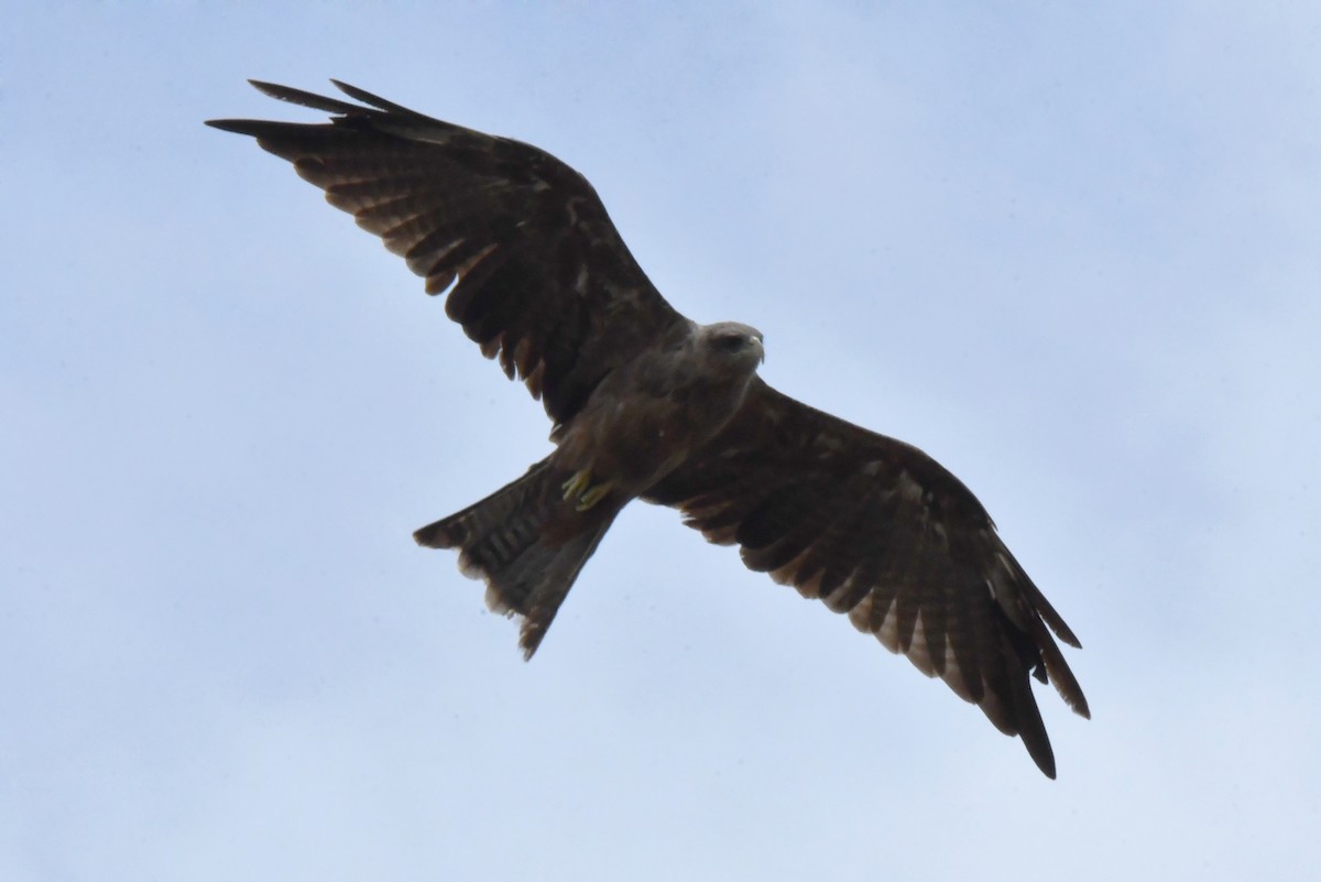 Black Kite (Yellow-billed) - ML641649930