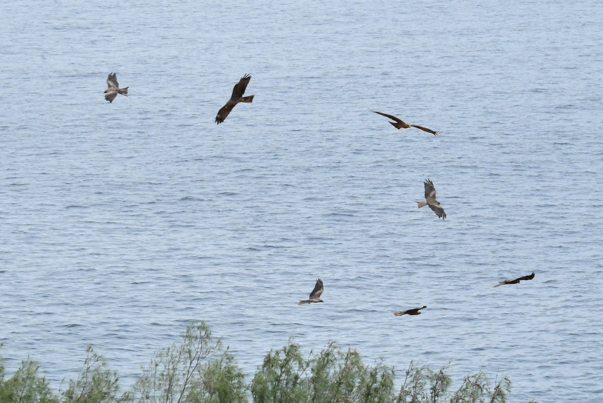 Black Kite (Yellow-billed) - ML641649932