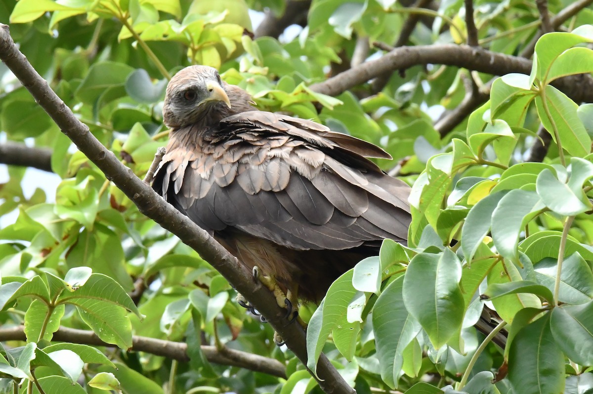 Black Kite (Yellow-billed) - ML641649934