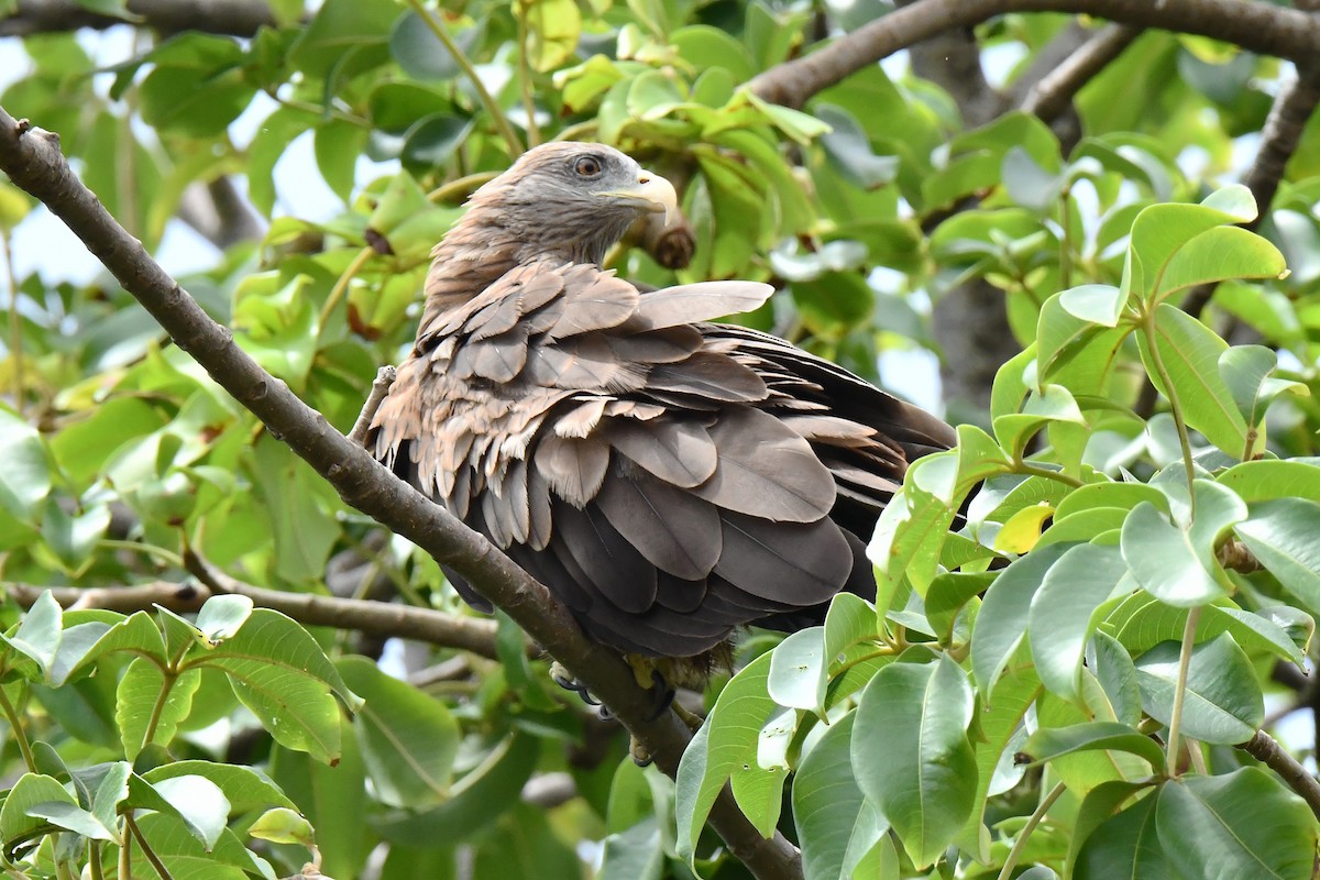 Black Kite (Yellow-billed) - ML641649937