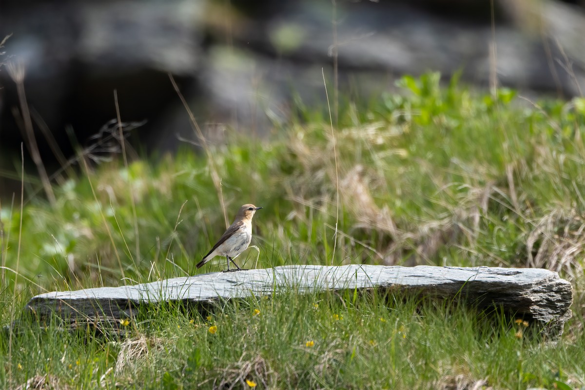 Northern Wheatear - ML641649972