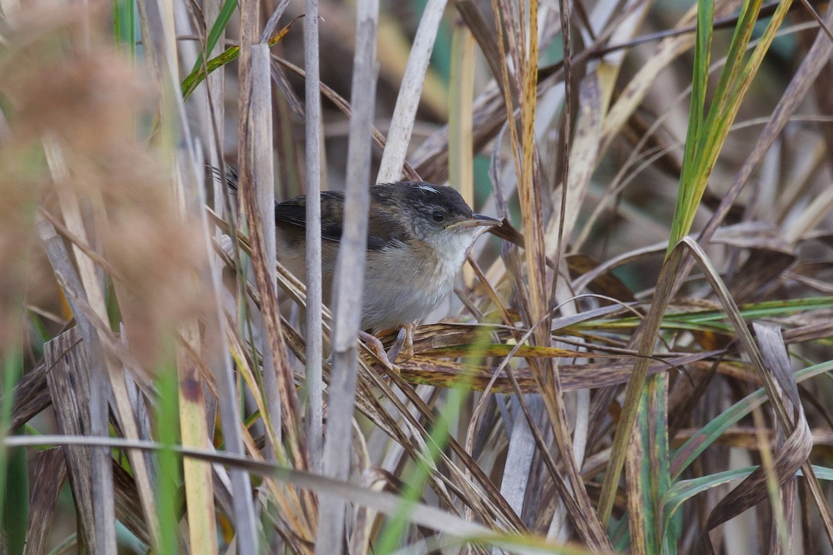 Marsh Wren - ML641649976