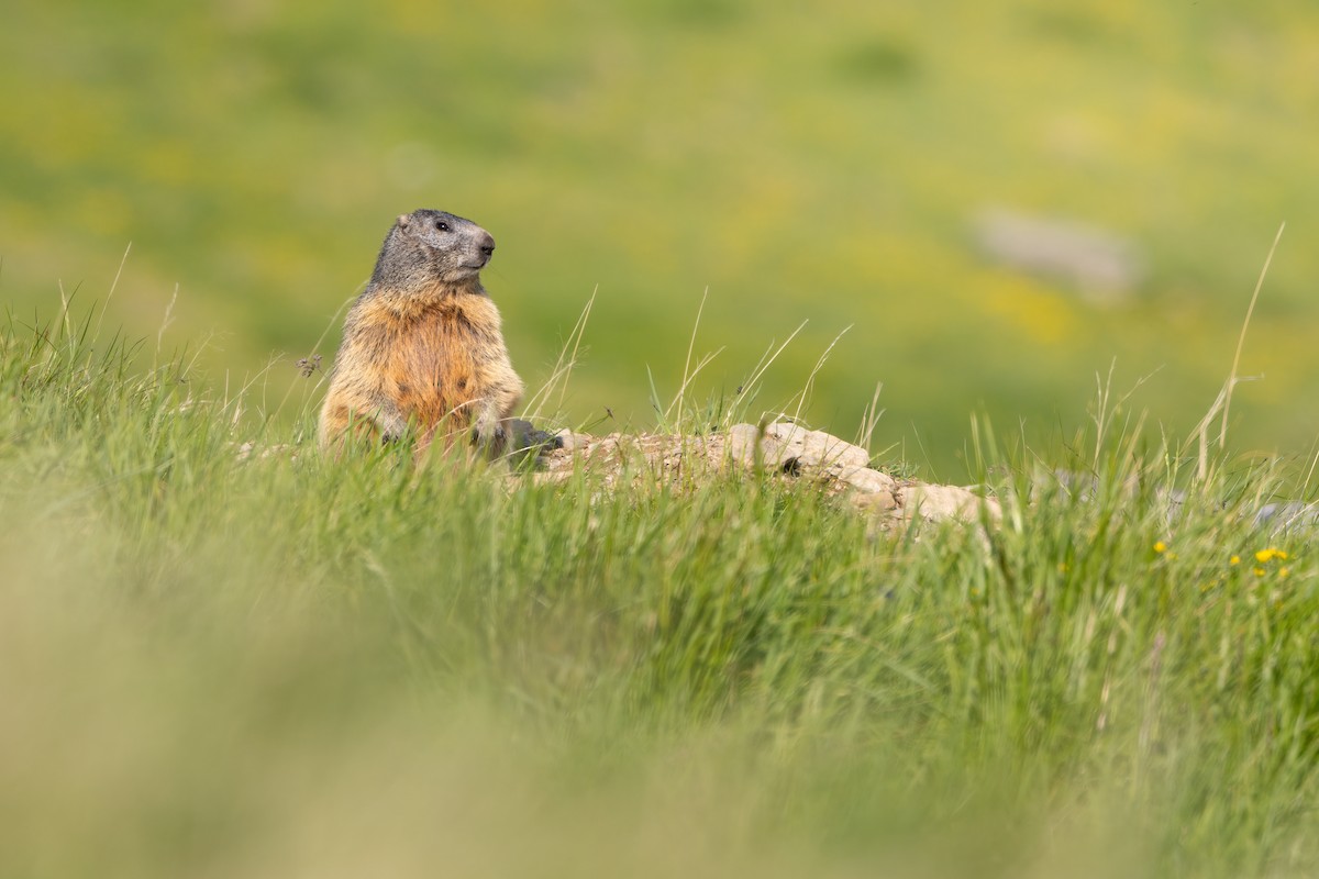 Alpine Marmot - ML641649984