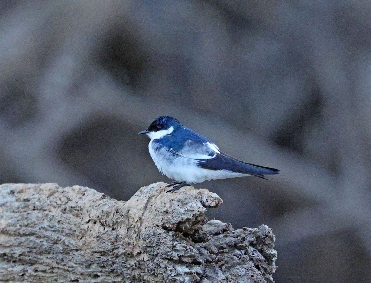 White-winged Swallow - ML641650004