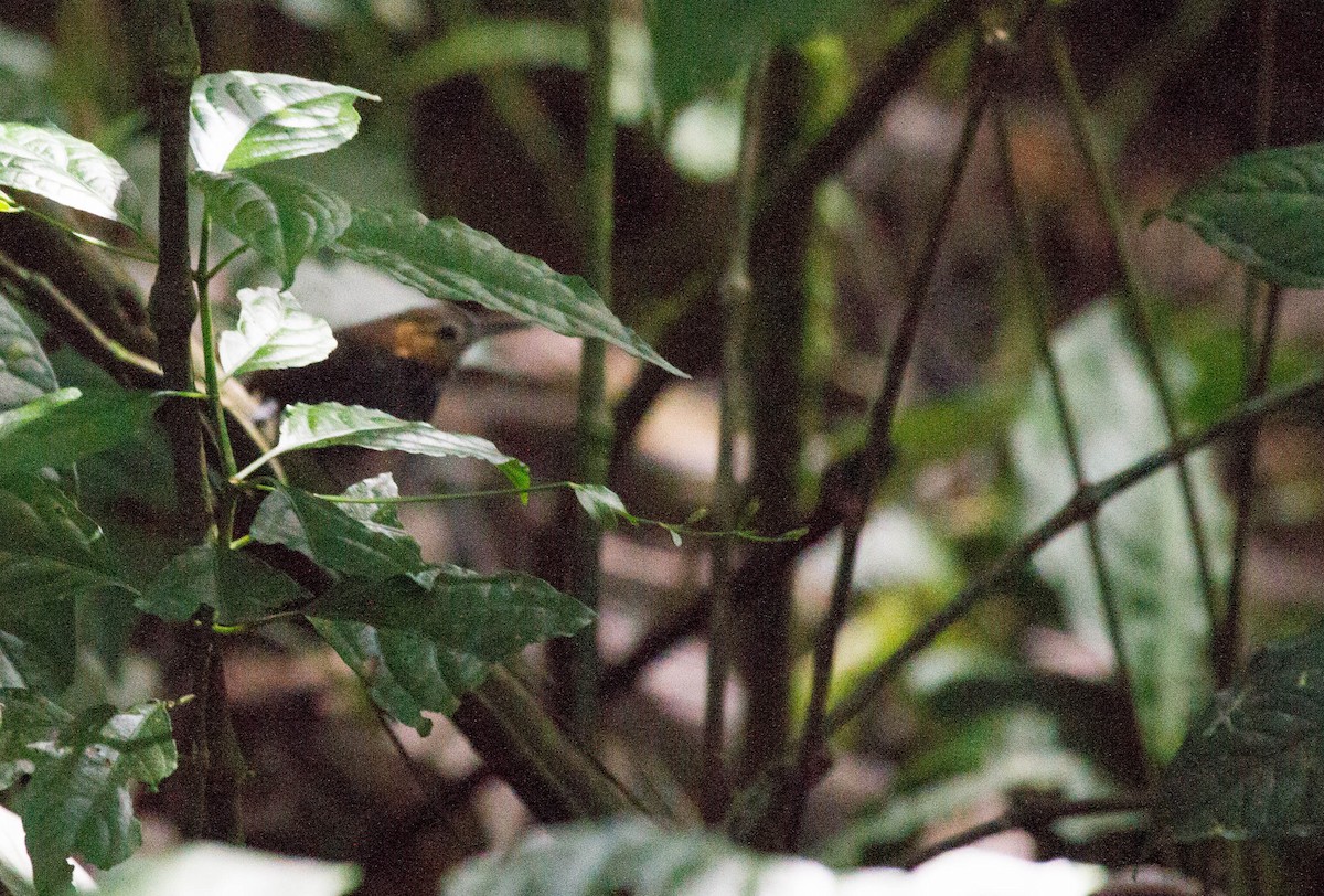Tawny-faced Gnatwren - ML641650073