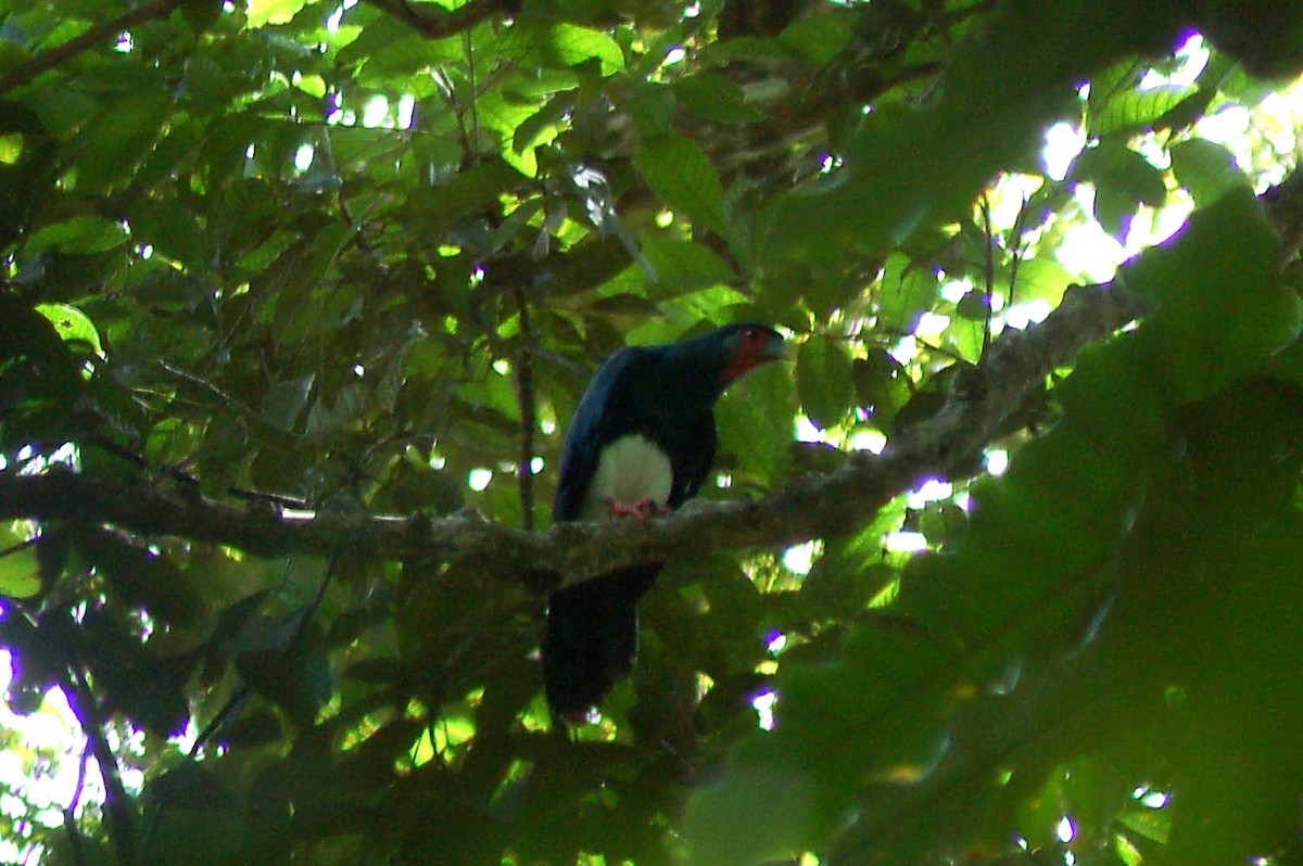 Red-throated Caracara - ML641650109