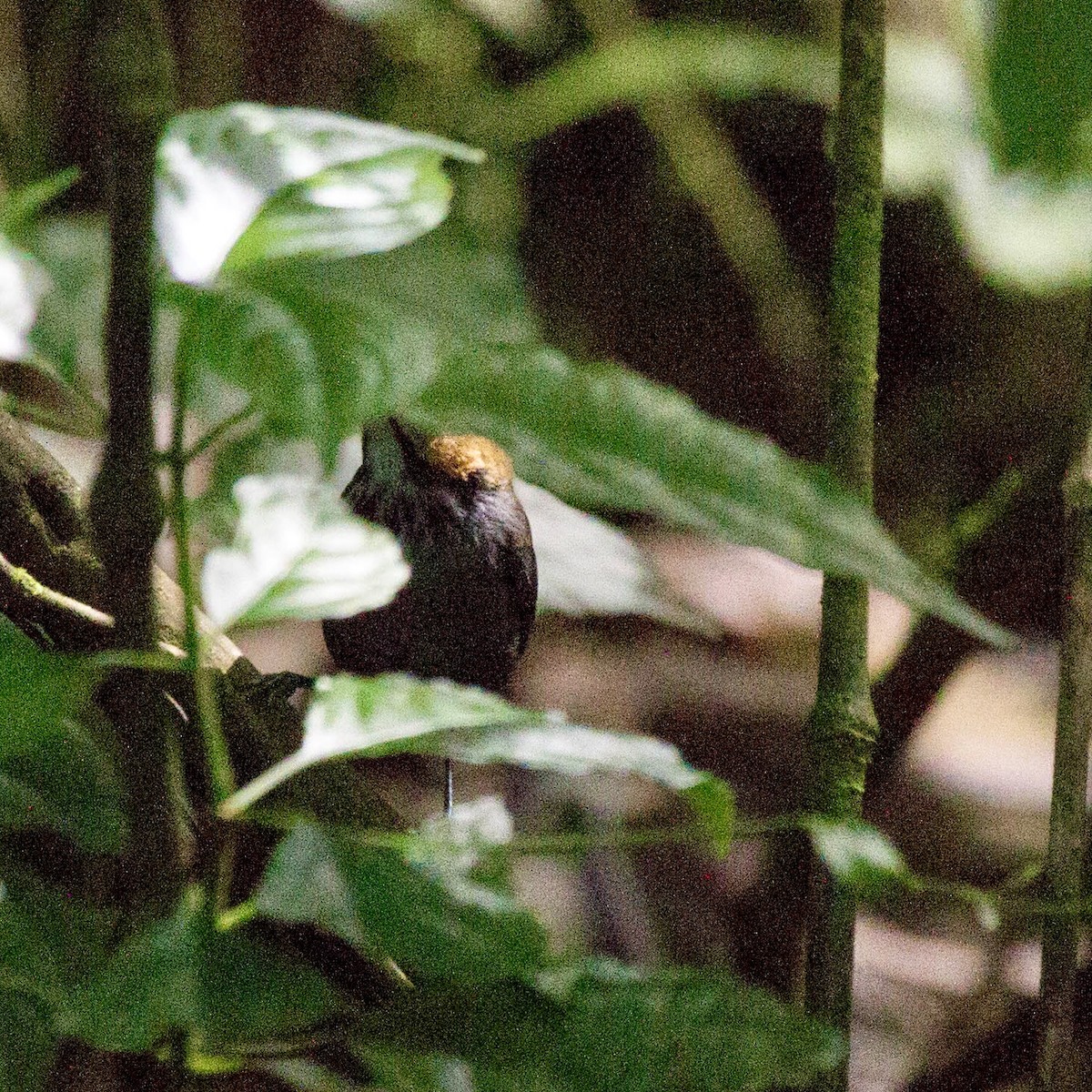 Tawny-faced Gnatwren - ML641650110