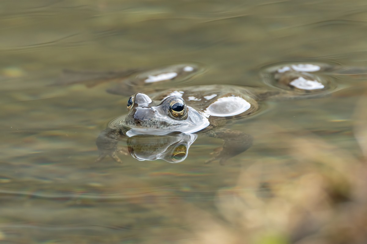 European Common Frog - ML641650112