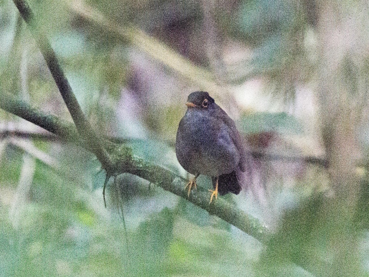Black-headed Nightingale-Thrush - ML641650130