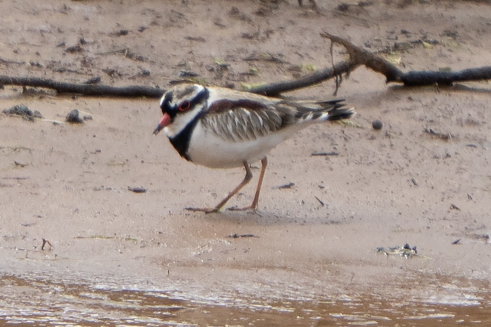 Black-fronted Dotterel - ML641650134