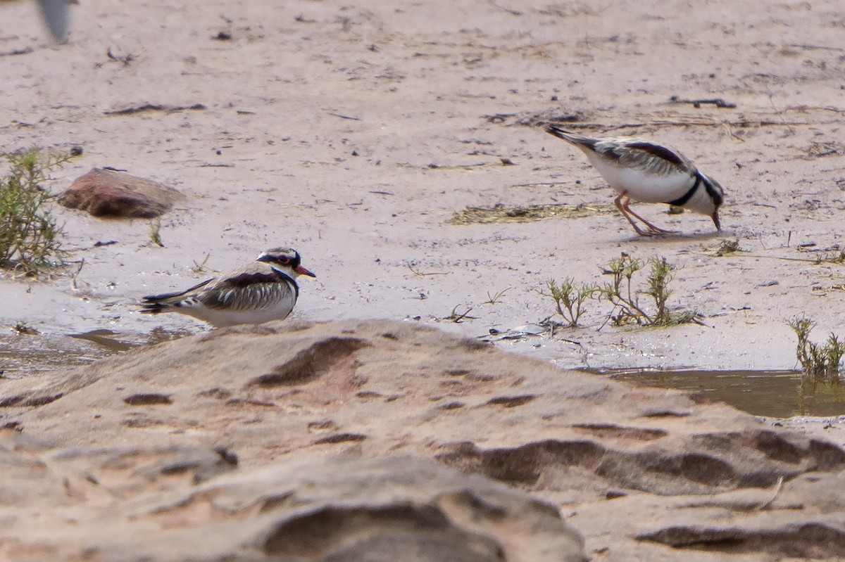 Black-fronted Dotterel - ML641650135