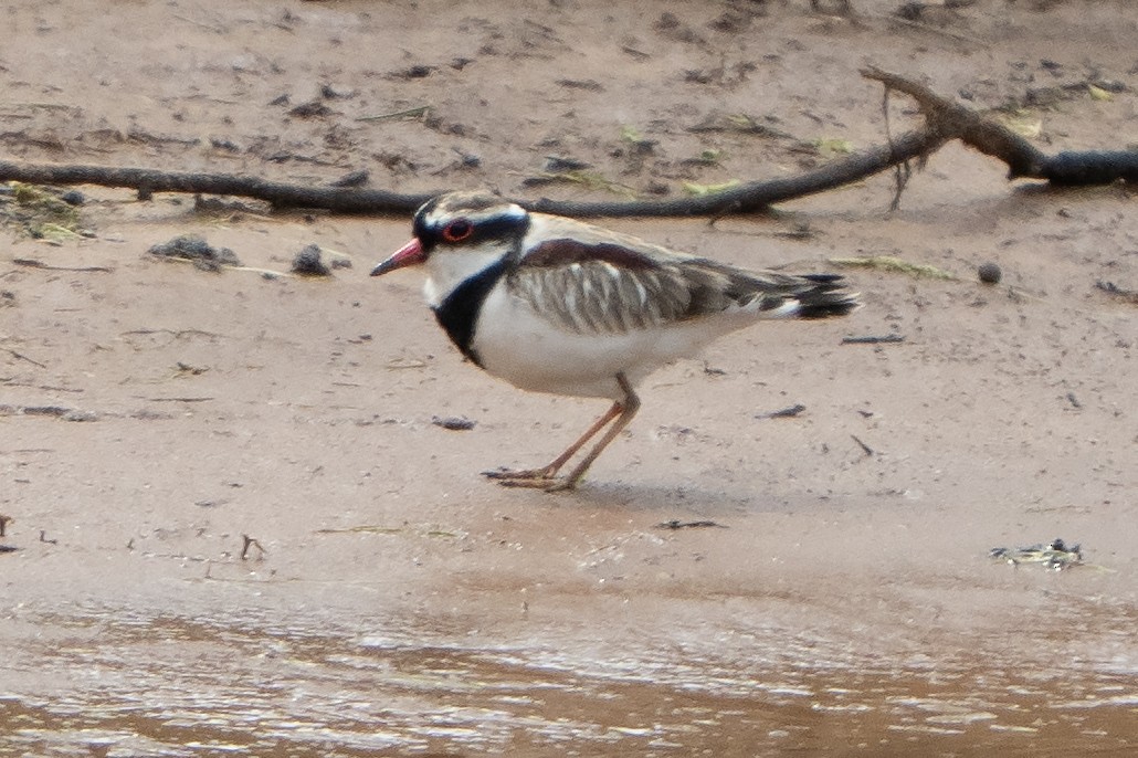 Black-fronted Dotterel - ML641650136