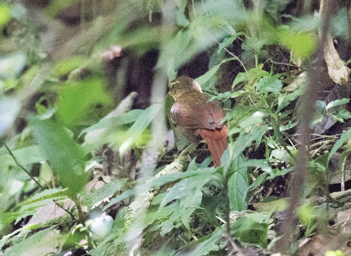 Fawn-throated Foliage-gleaner - ML641650158