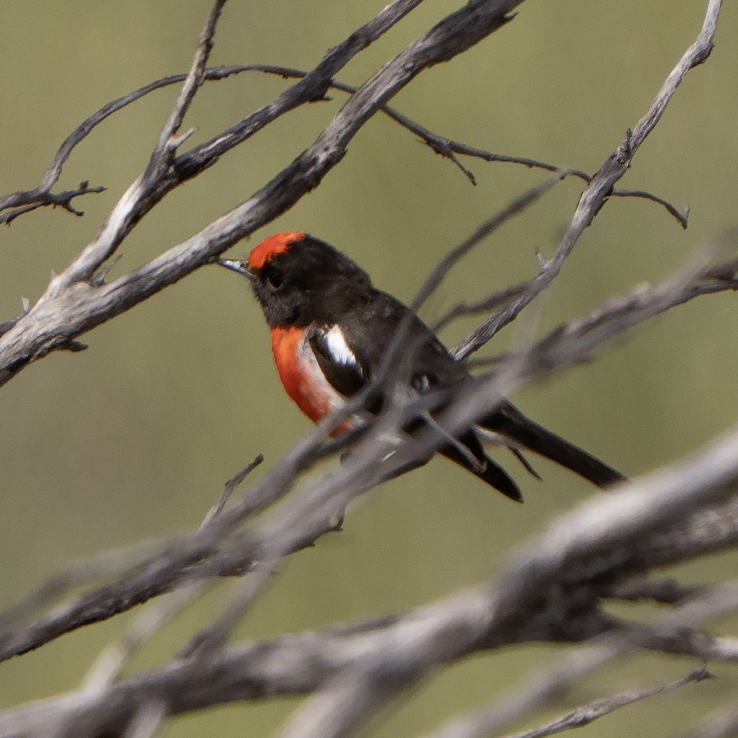 Red-capped Robin - ML641650172