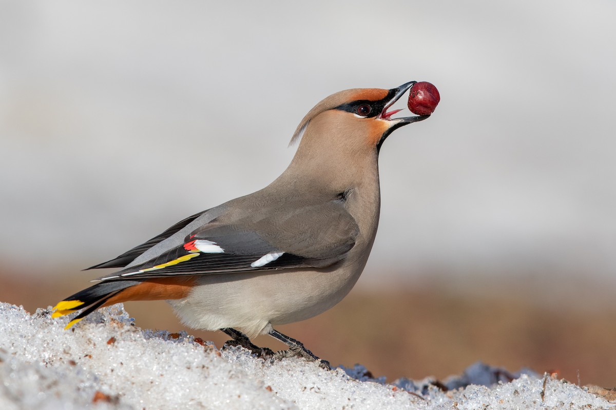 Bohemian Waxwing - ML641650173
