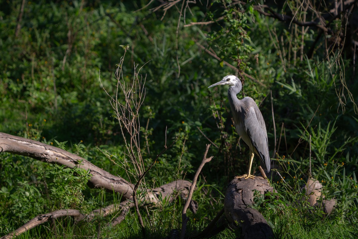 volavka bělolící - ML641650194