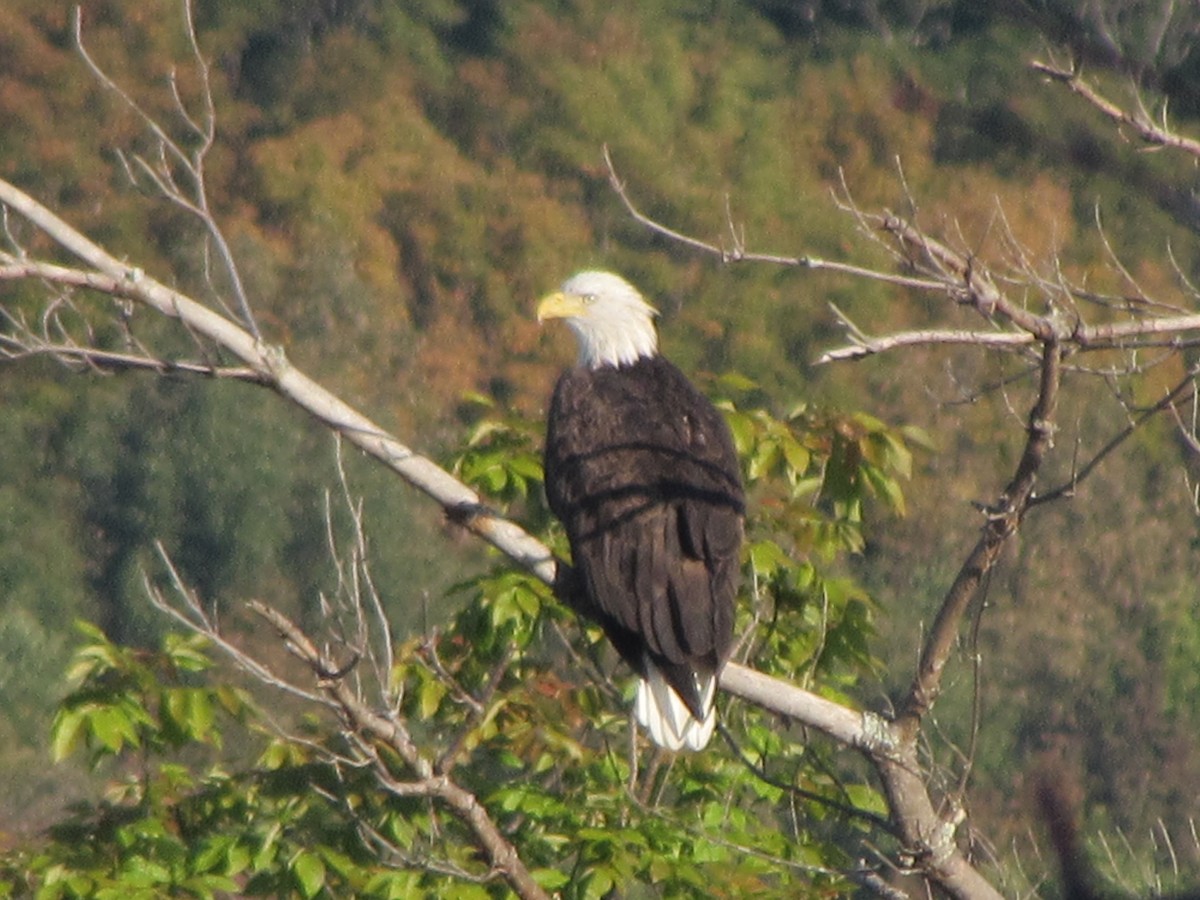 Bald Eagle - ML641650263